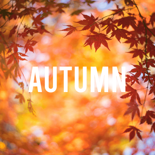 Best Autumn Perfumes 2025